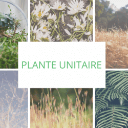 Image de TISANE UNITAIRE